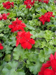 PELARGONIJE
