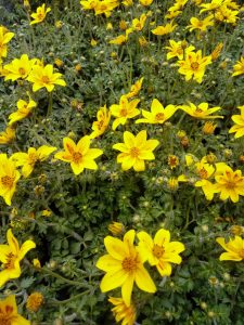 BIDENS